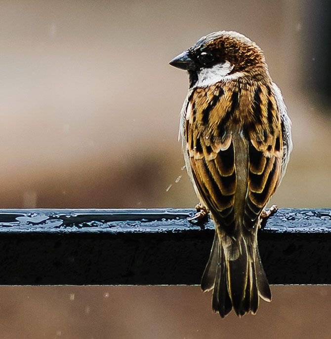 20th March 2024 World Sparrow Day HD Photos